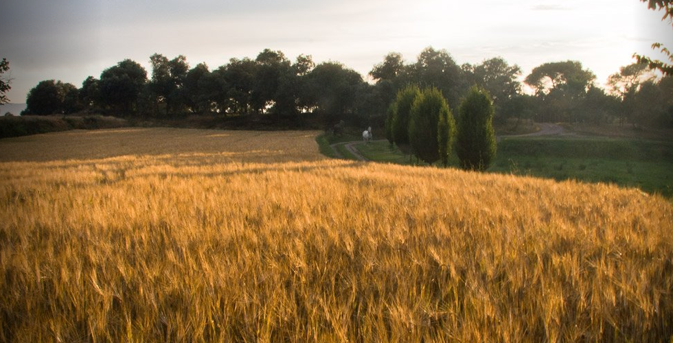 Banner-premios1-980x500